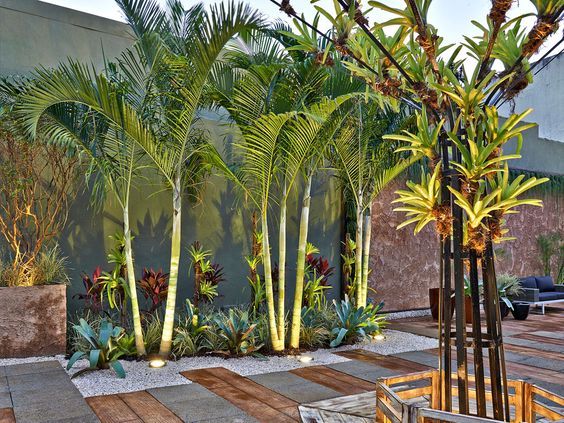 tipos de palmeiras jardim