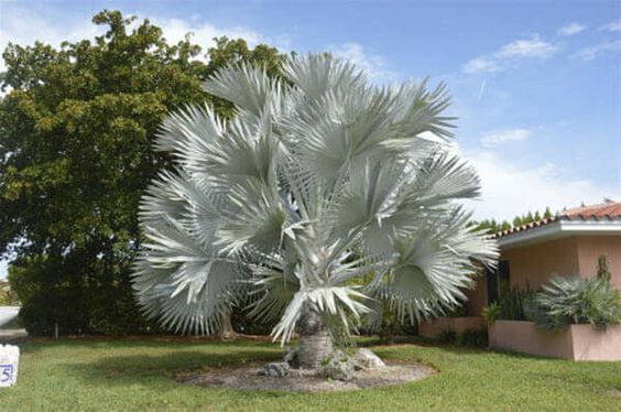 tipos de palmeiras jardins