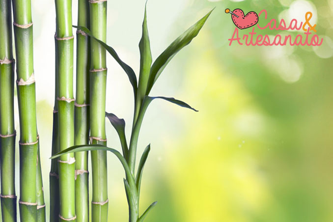 Benefícios do Bambu da Sorte
