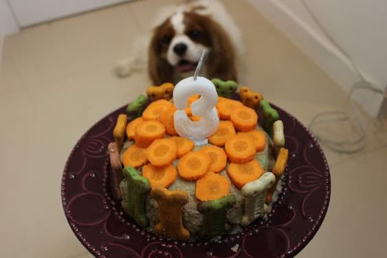 bolo aniversário cachorro