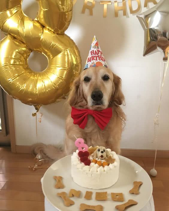 bolo aniversário cachorro