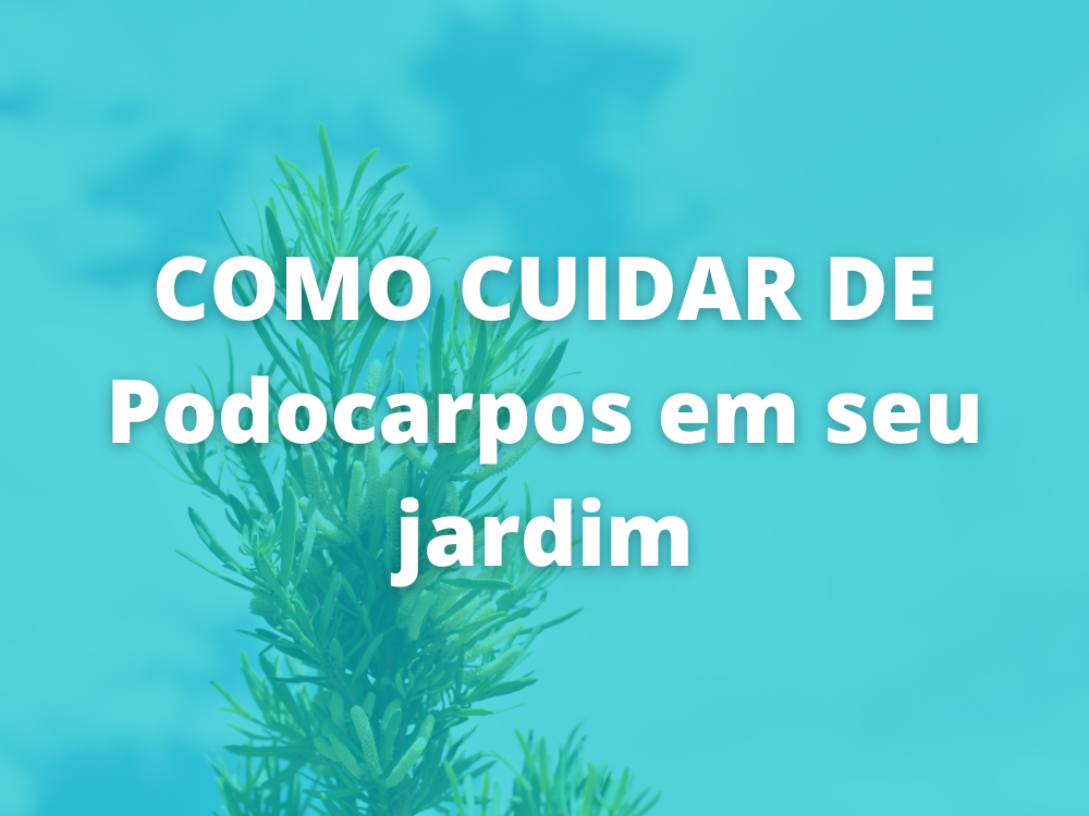 como cuidar de Podocarpos em seu jardim