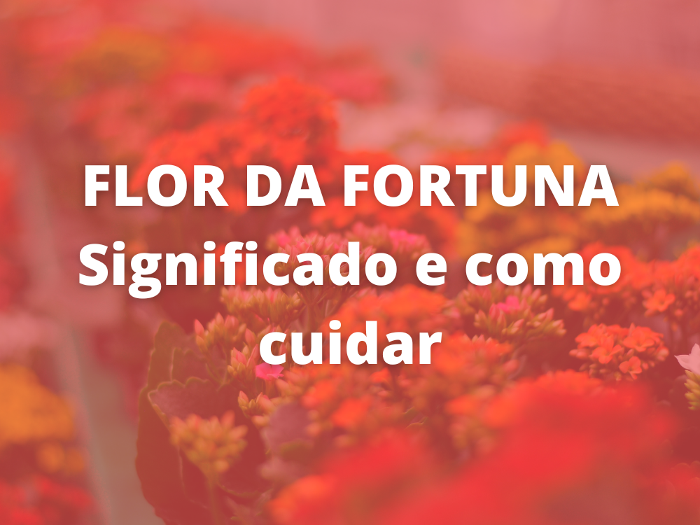 flor da fortuna