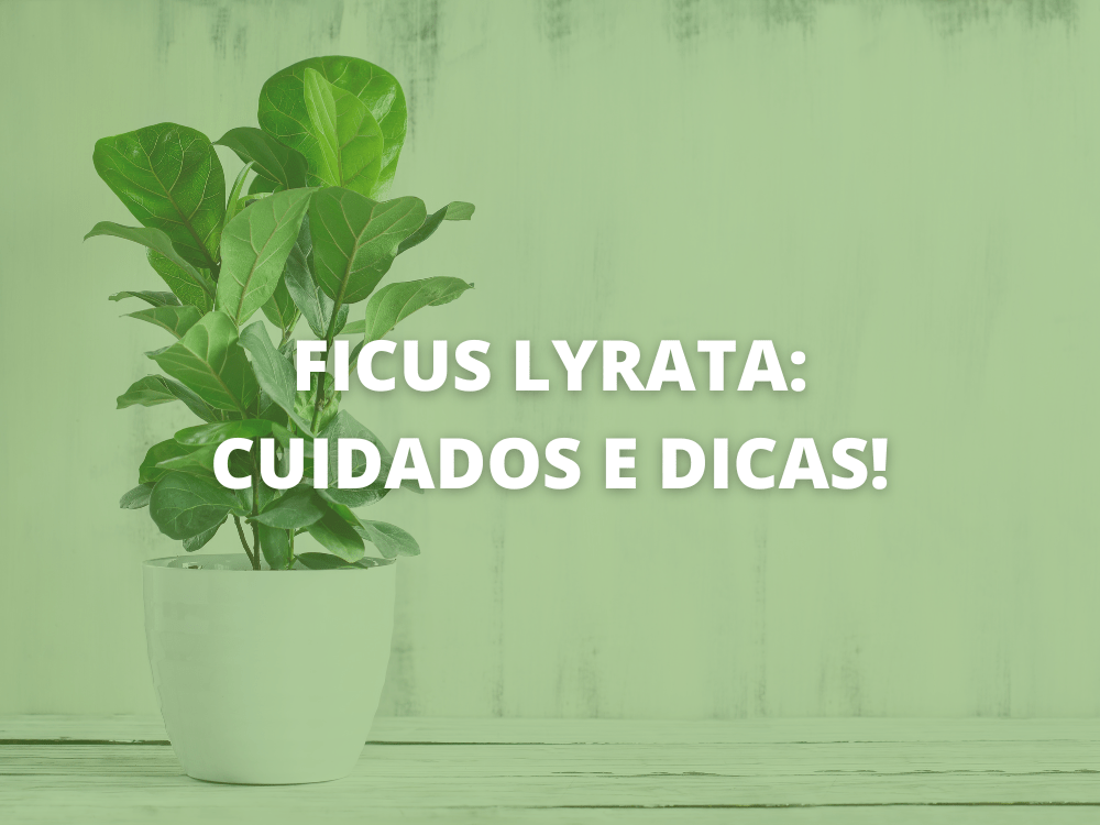 Ficus Lyrata