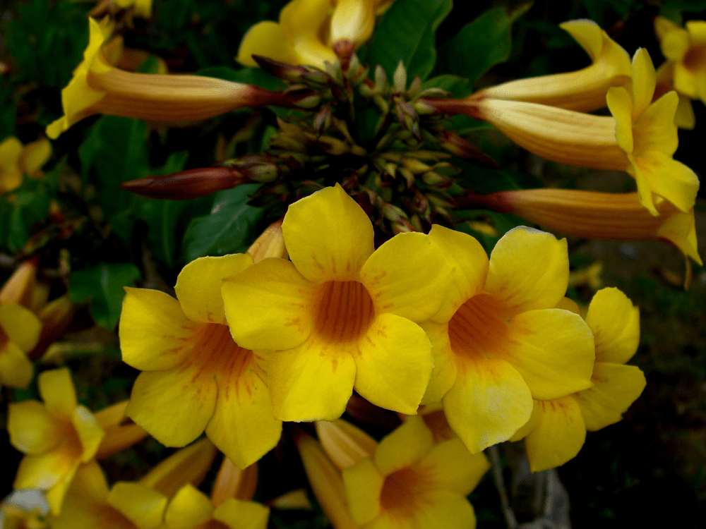 Pergolado de Madeira com Flores