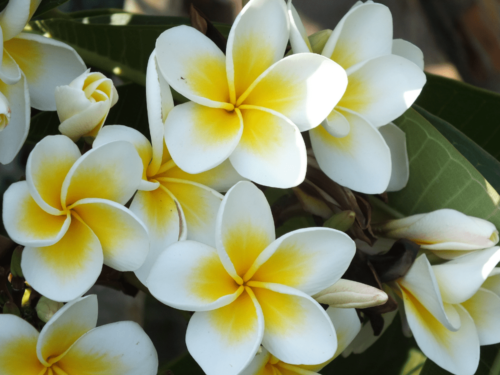 Pergolado de Madeira com Flores