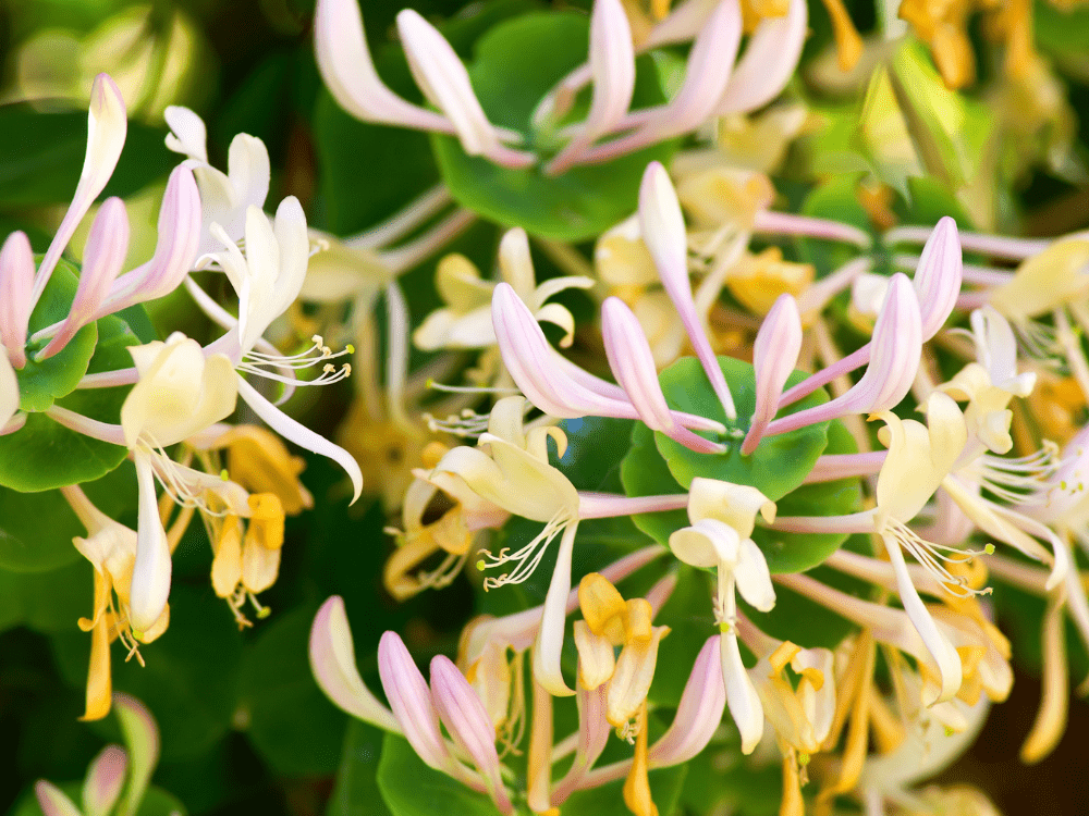 Pergolado de Madeira com Flores