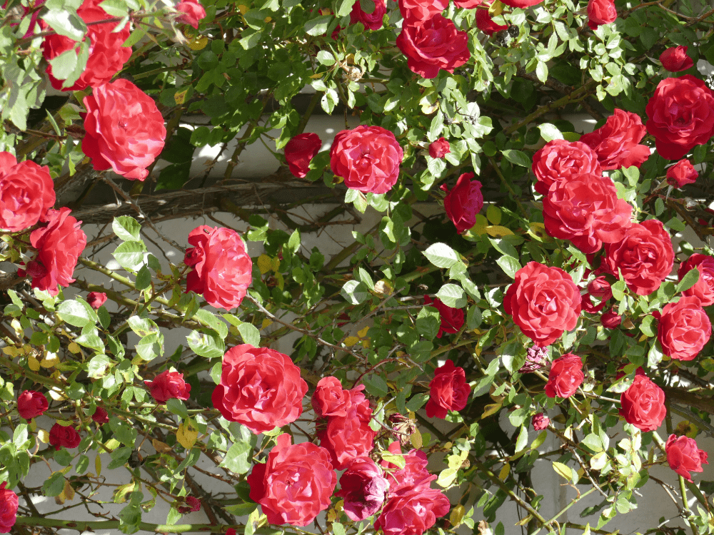 Pergolado de Madeira com Flores