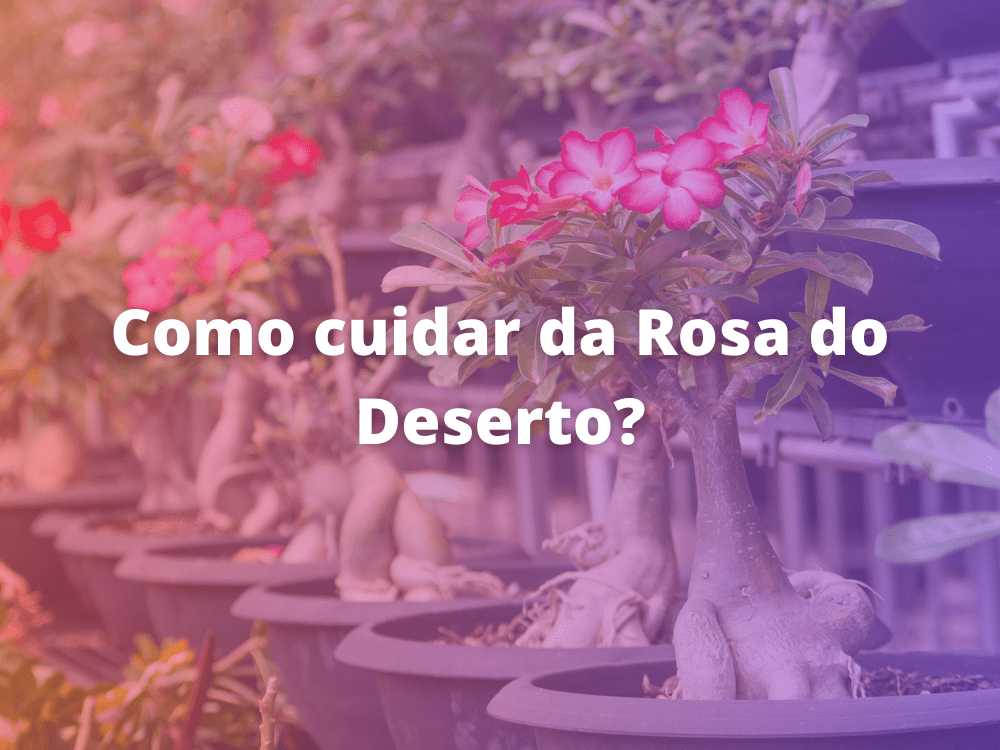 Como cuidar da Rosa do Deserto?