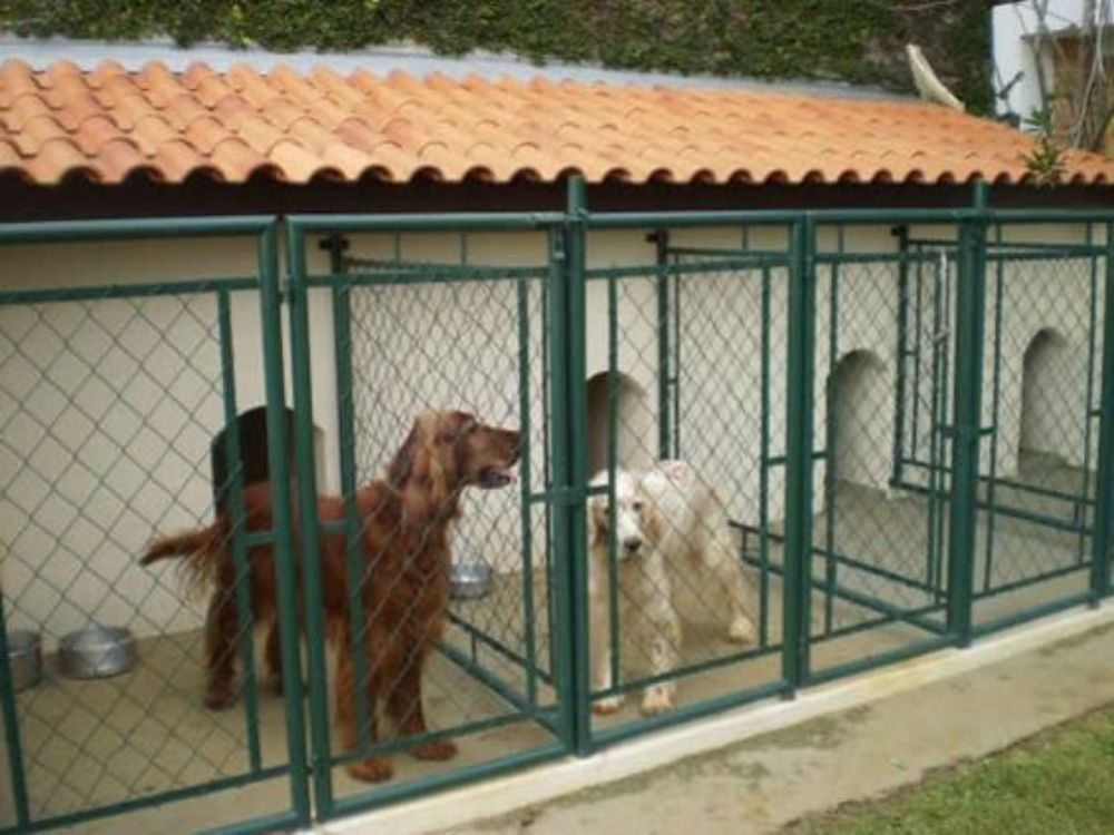 modelos de Canis para Cachorro